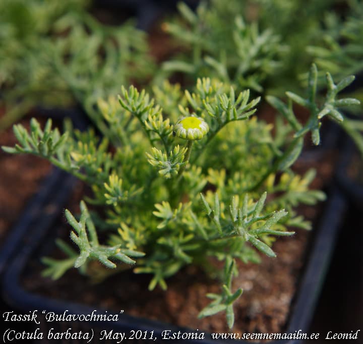 Tassik Cotula barbata Habesasik
